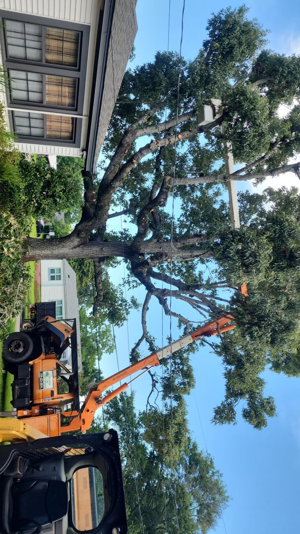 Emergency storm damage cleanup and tree removal