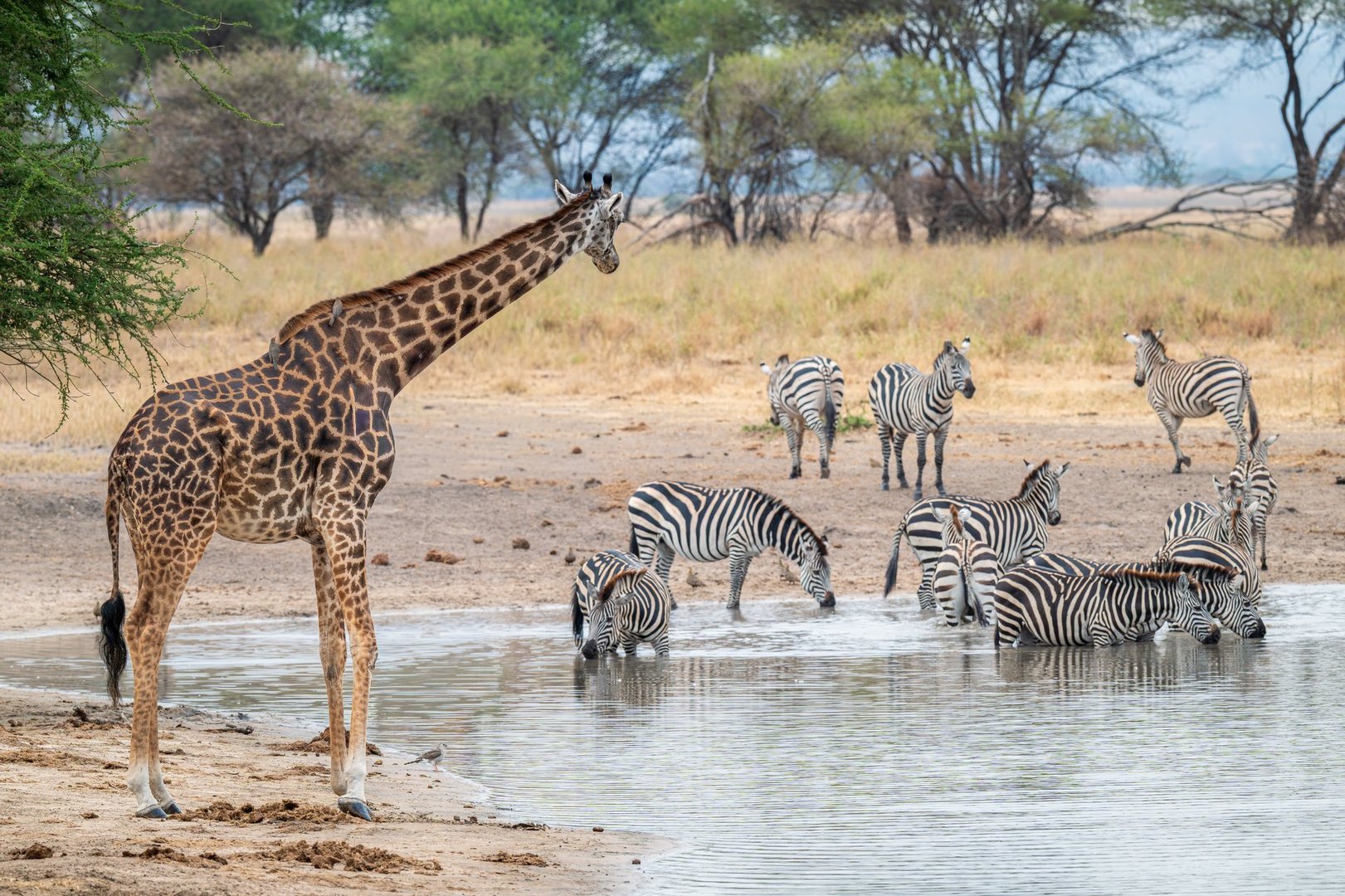 A watering hole in Tarangire National Park, Tanzania, Africa. A Giraffe watches multiple Zebras enjoying a drink