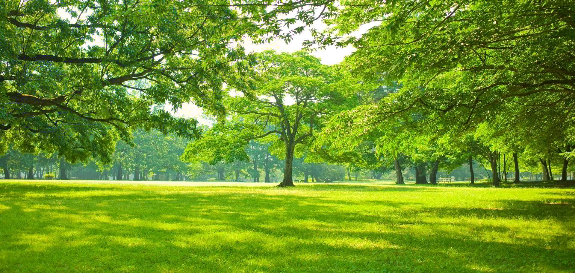 Sunny garden