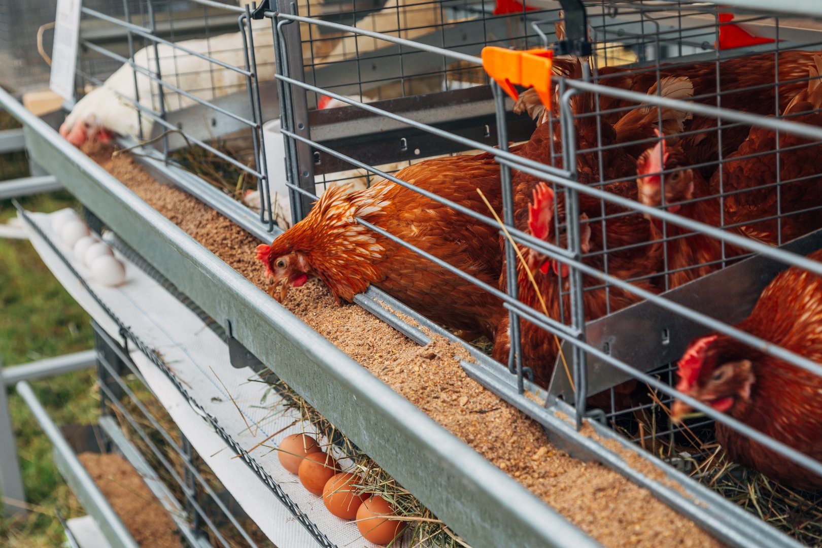Hens and eggs in poultry cage