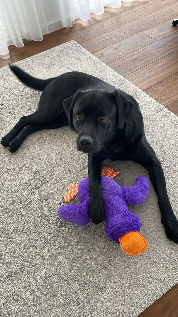 Daiko Security Officer