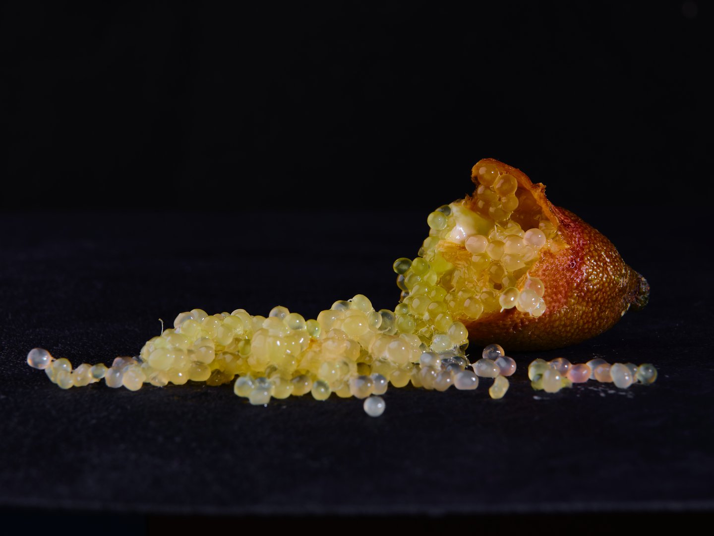 Close-up of Citrus australasica, the Australian finger lime or caviar lime