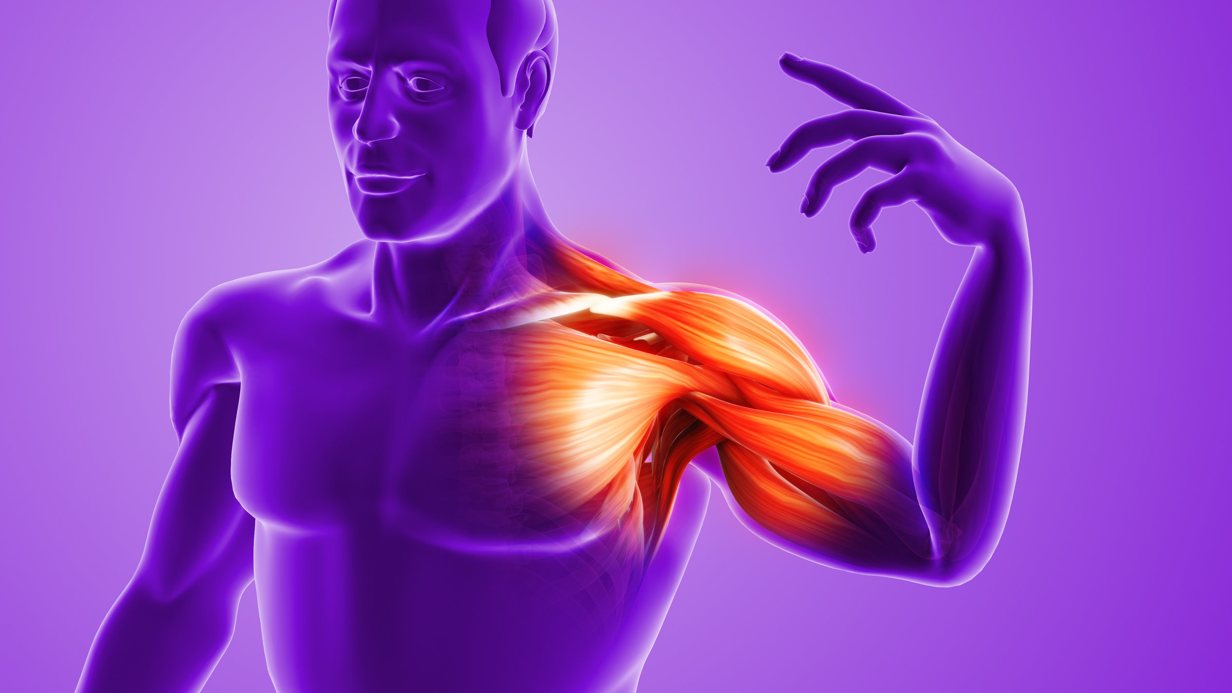 Inflamed shoulder muscle and painful joint anatomy