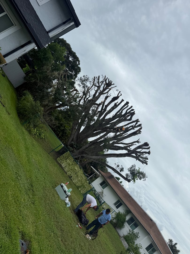 Professional tree trimming service