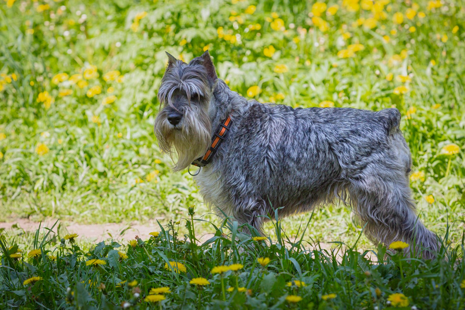The Miniature Schnauzer is a breed of small Schnauzer-type dogs.