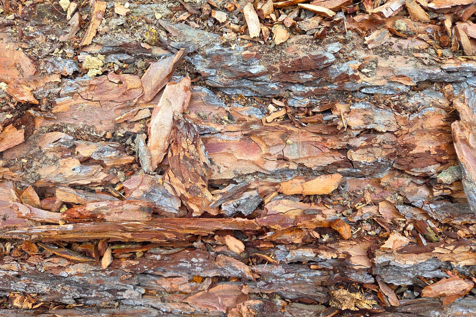 Detailed close-up of textured tree bark