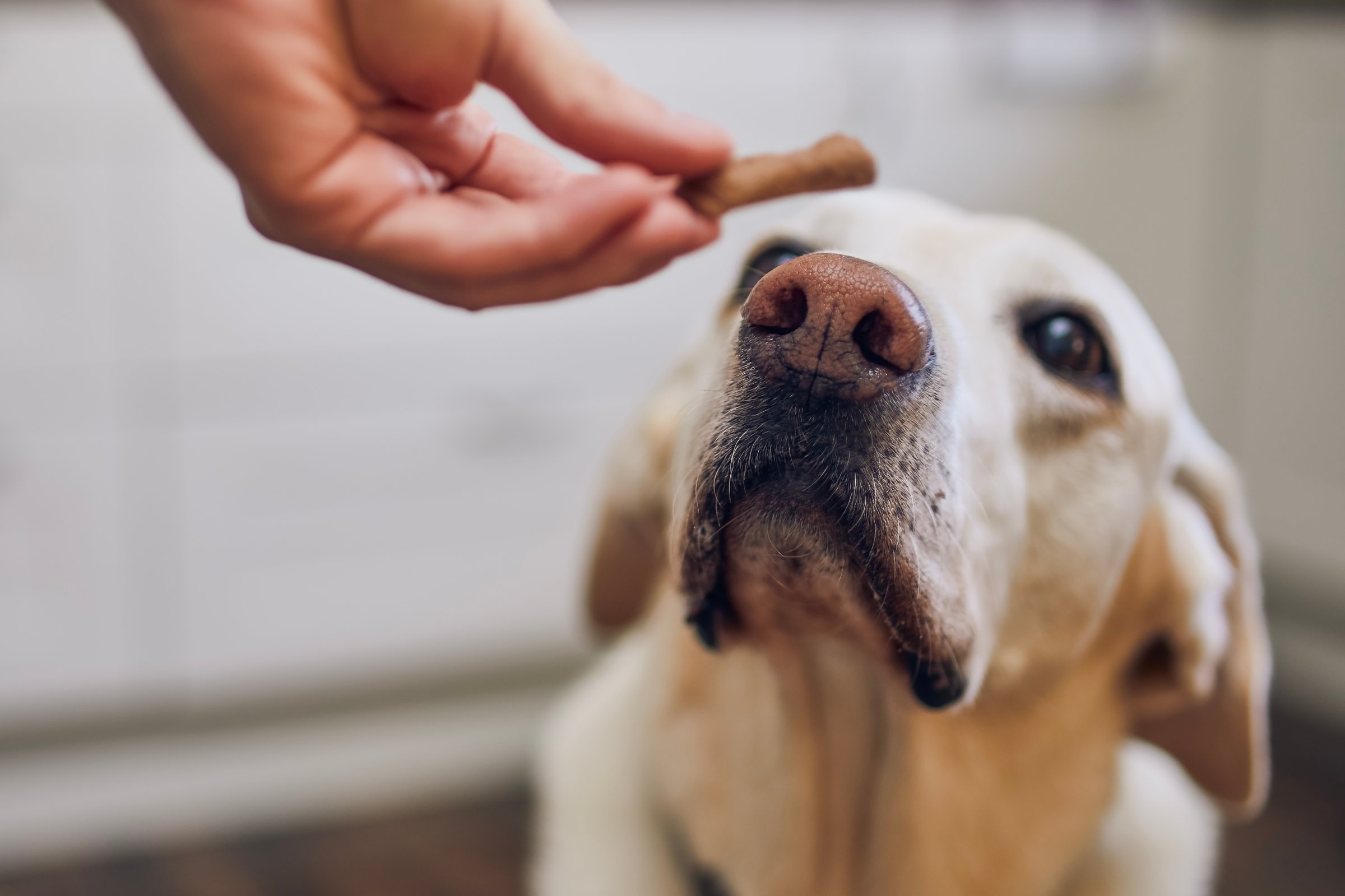 Man with his obedient dog at home. Cute labrador retriever looking up at his pet owner hand giving him cookie as reward. Selective focus on snout.
