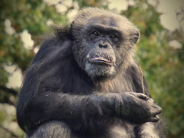 Hugo, primate rescatado en Fundació Mona