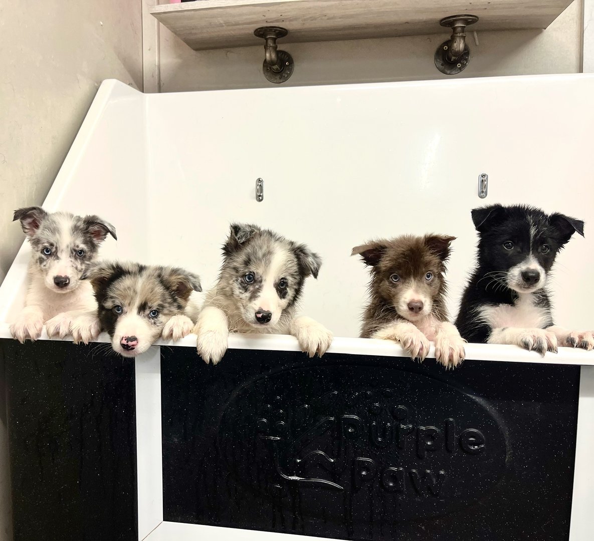 Five working Border Collie puppies having their first hydro bath with For All Dog Kind simply shampoo