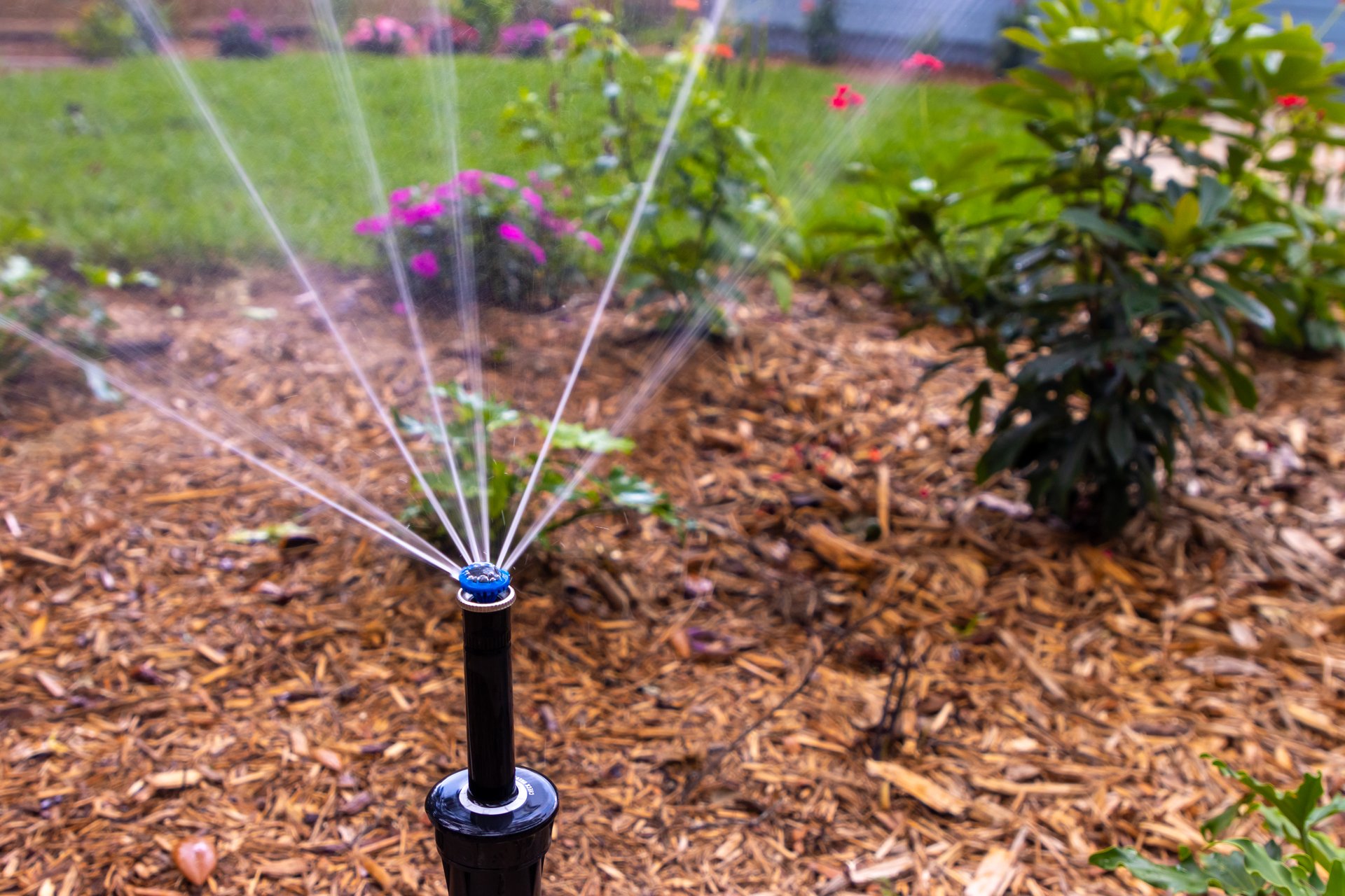 Above ground sprinkler system sprays plants, flowers and grass in a garden.