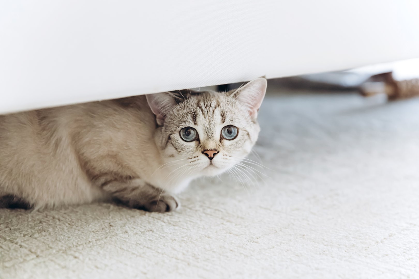 Light-furred cat lying under bed looking outward, alert and observant in quiet cozy room.