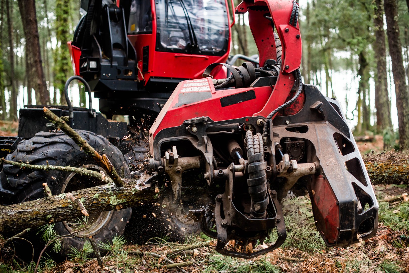 harvester chopping down a pine tree to clear up the forest