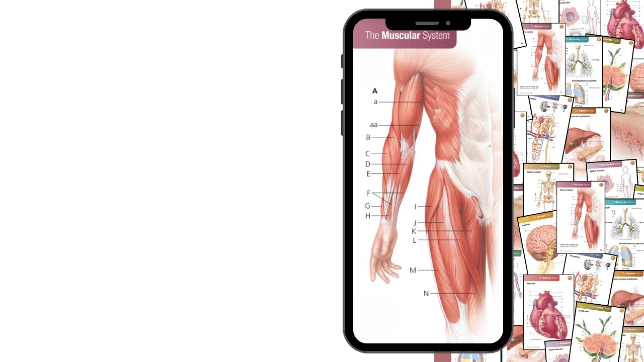 Anatomy Bundle