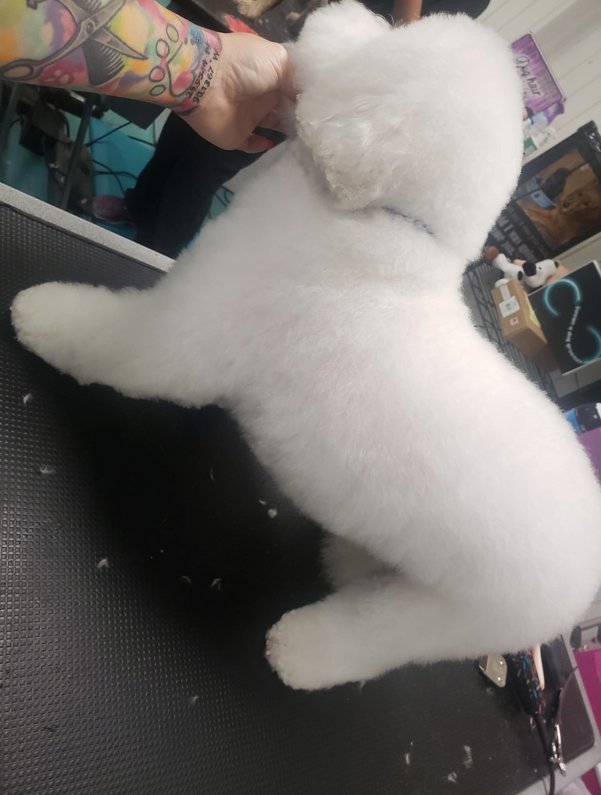 Dog grooming services at Puppy Love Grooming