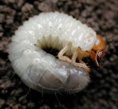 Grub identification guide