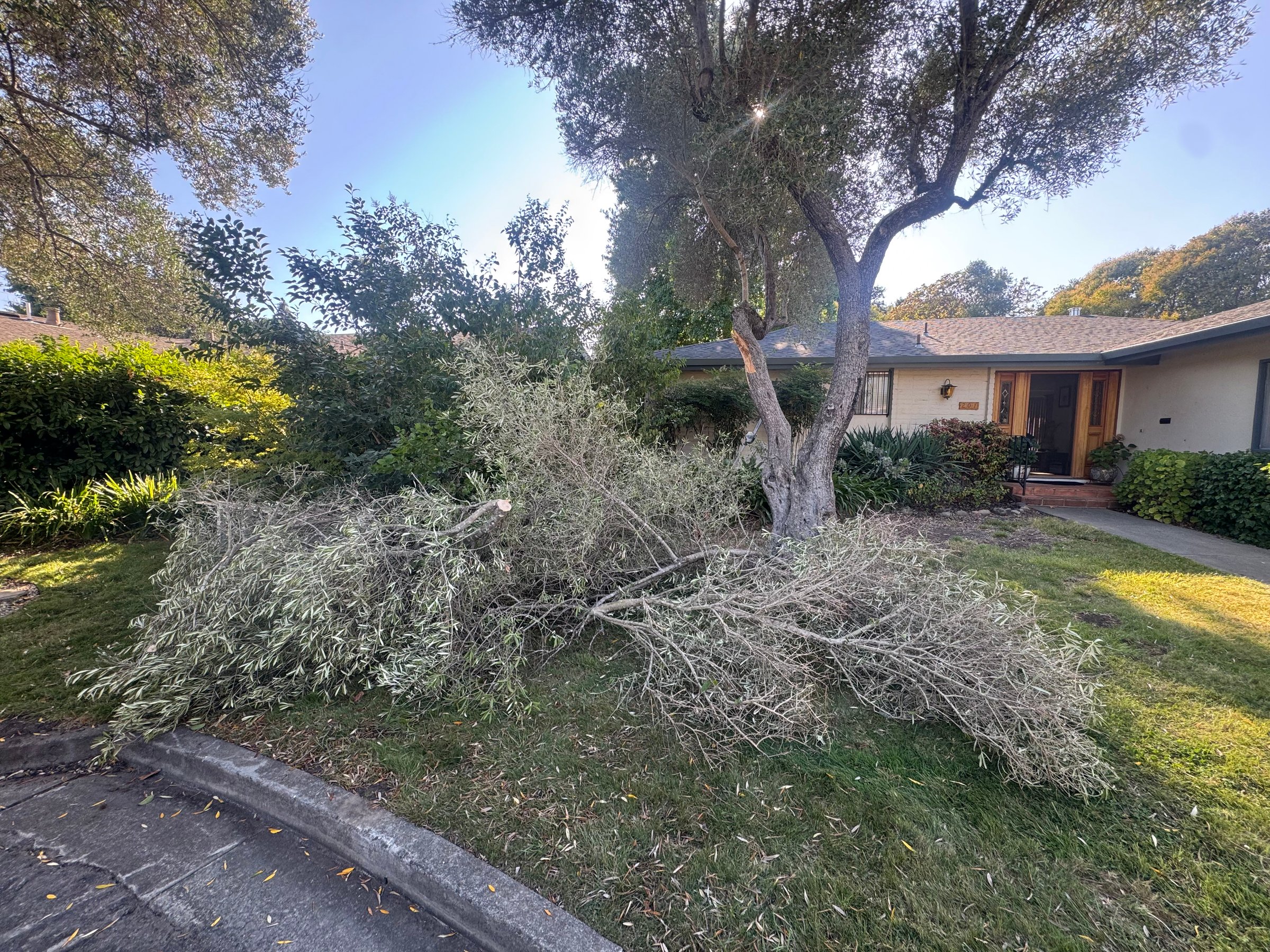 After tree service