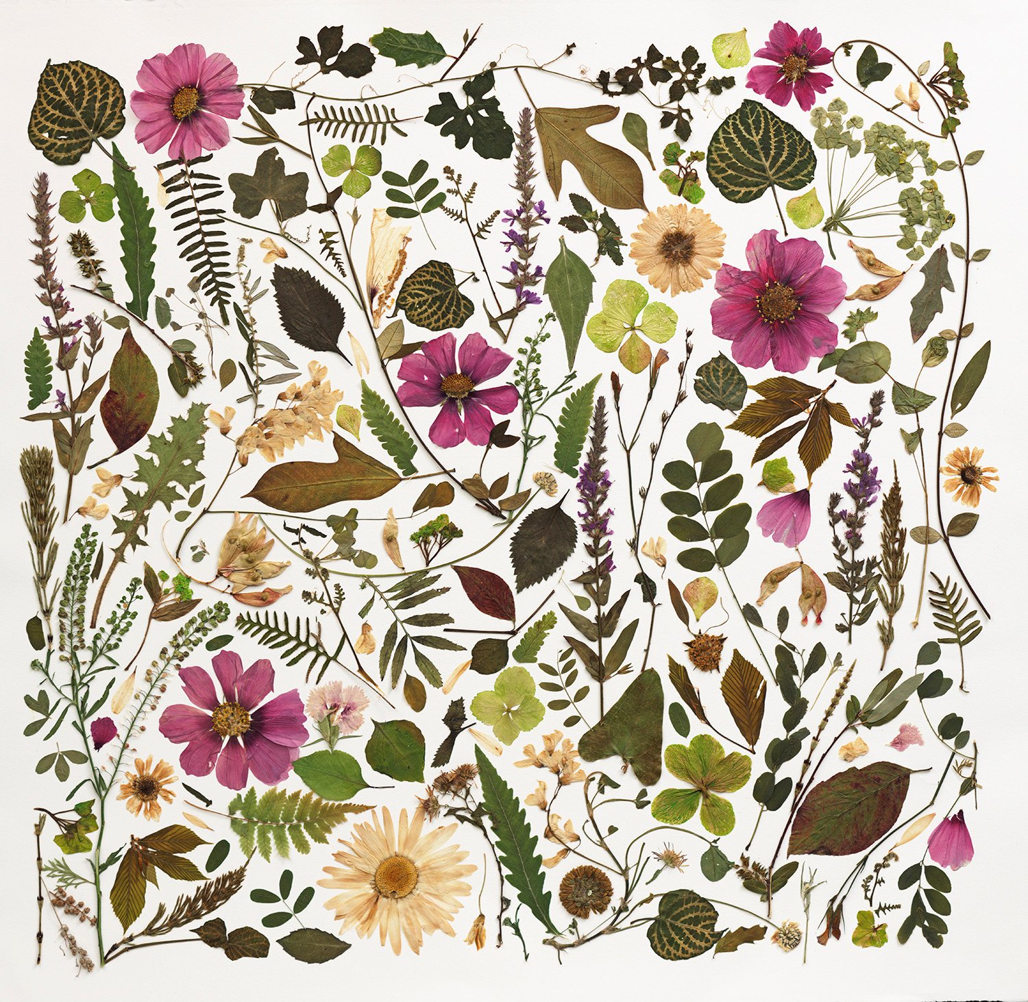 Pressed Flower Artwork 1