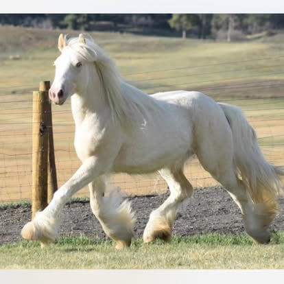 Gypsy horse