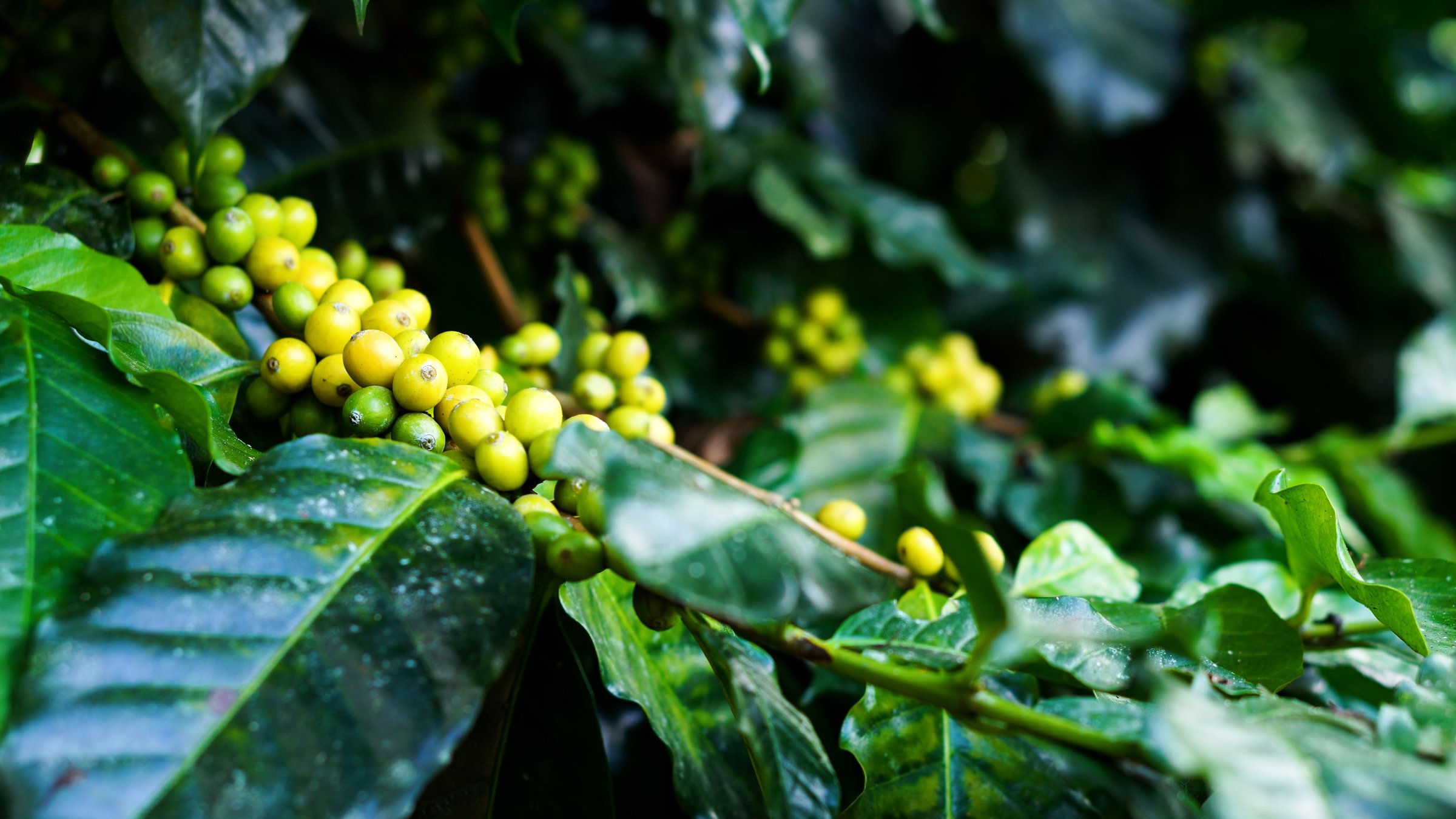 Ripe Red coffee bean berry plant fresh seed coffee tree growth in green eco organic farm.