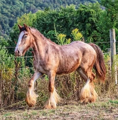 Featured Gypsy horse