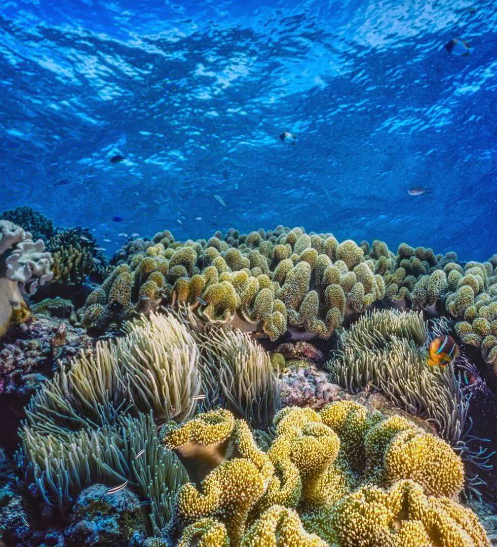 Coral reef in South Pacific off the coast of the island of Palau