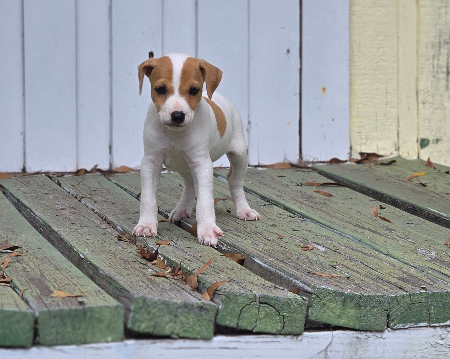 Peyton - Jack Russell Terrier puppy available from Tomlin Farms