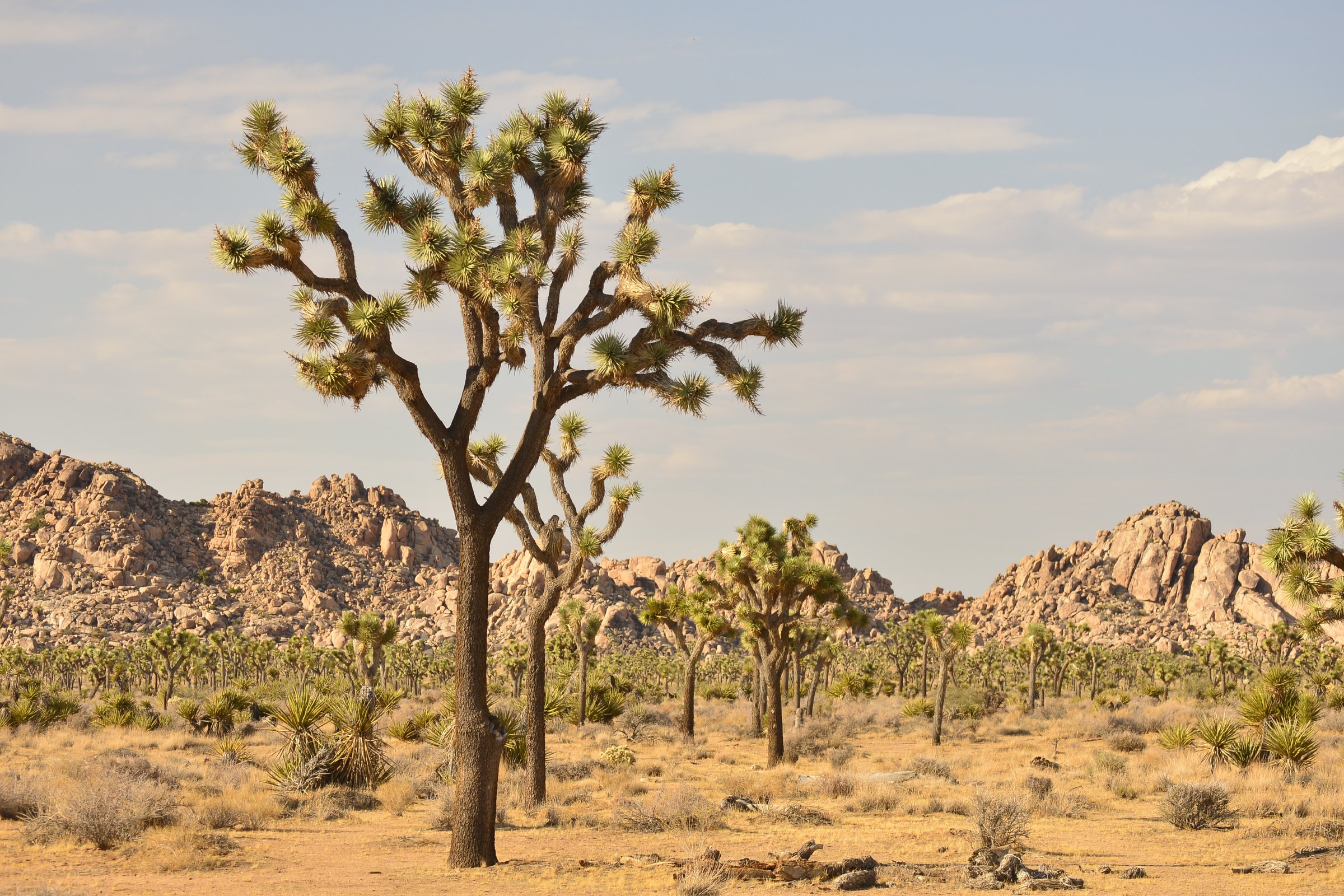 Photo Taken At Joshua Tree National Park, Twentynine Palms, CA

Joshua Tree National Park is a vast protected area in southern California. It's characterized by rugged rock formations and stark desert landscapes. Named for the region's twisted, bristled Joshua trees, the park straddles the cactus-dotted Colorado Desert and the Mojave Desert, which is higher and cooler.