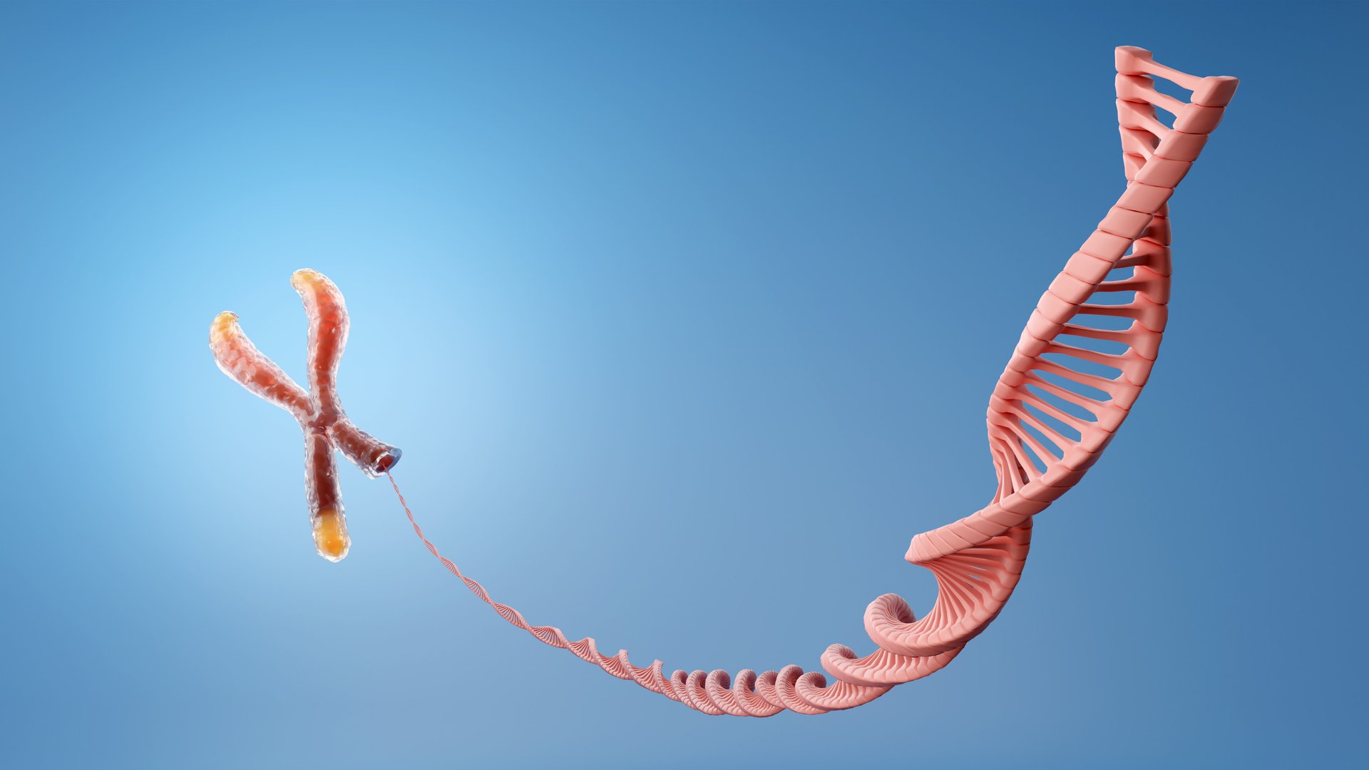 telomere chromosome and dna spiral on blue background 3D rendering.