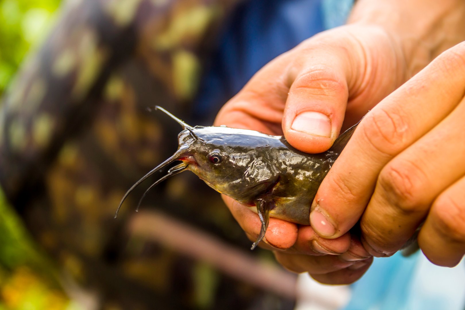 close-up of a young brown bullhead fish (Ameiurus nebulosus) in hands