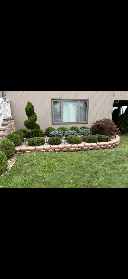 Hedge/Bush Maintenance
