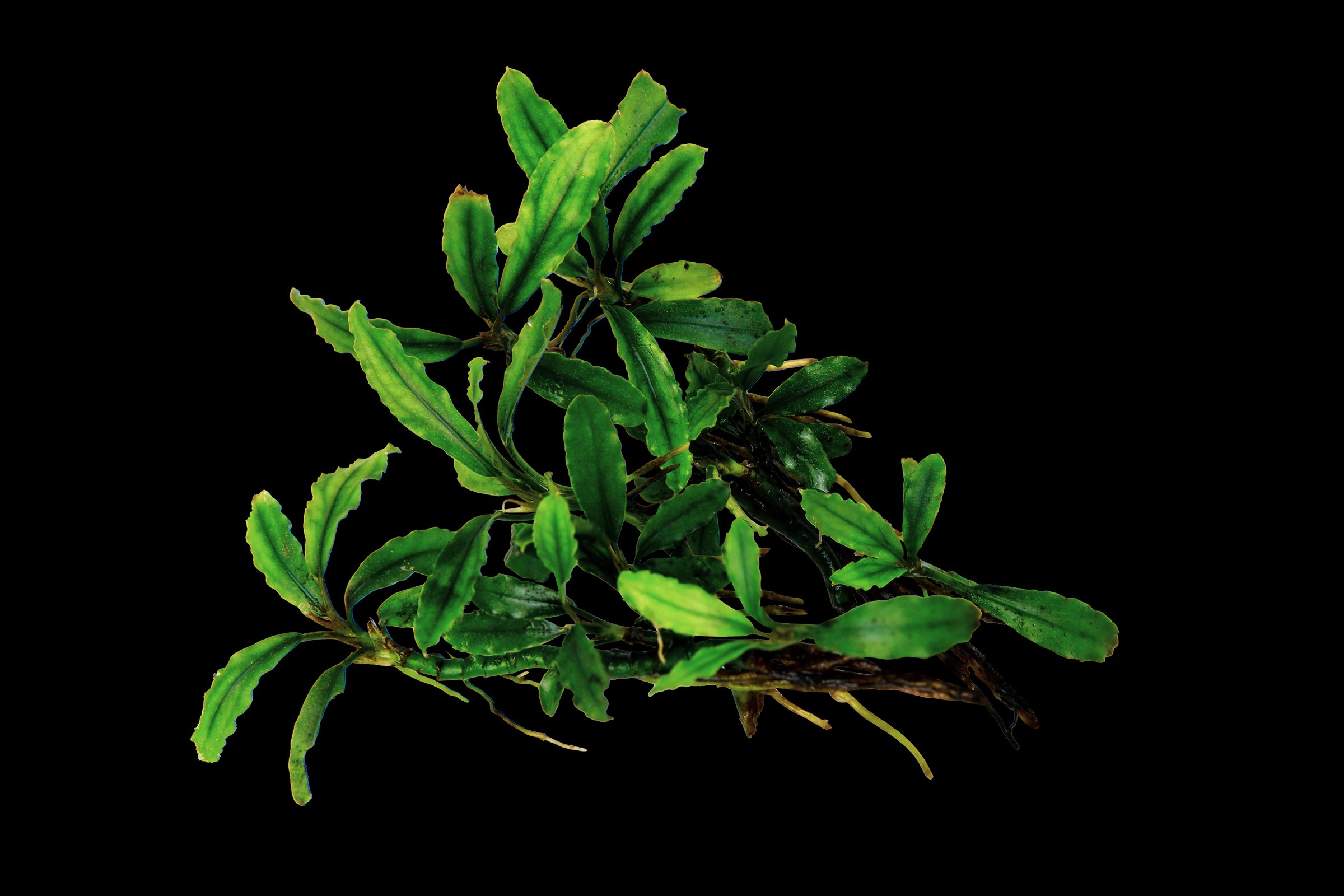 Bucephalandra catherinae green clump the small leaves tropical aquatic plant isolated on black background with clipping path
