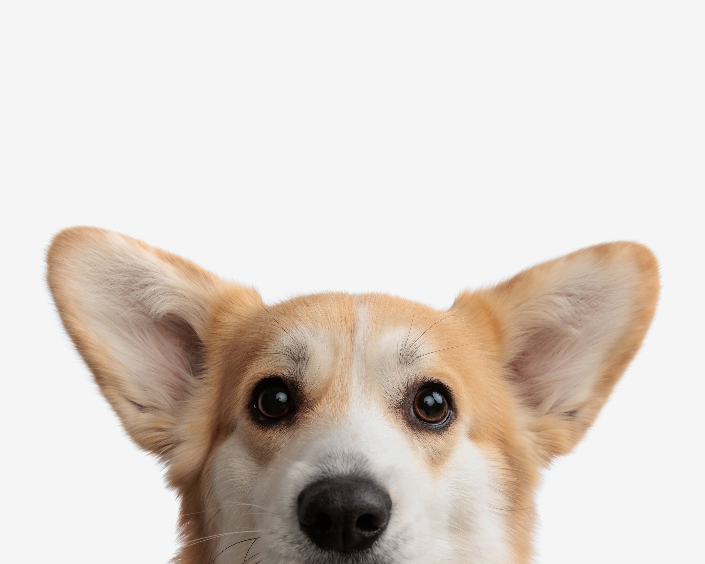 face of cute corgi puppy on isolated background in front of camera