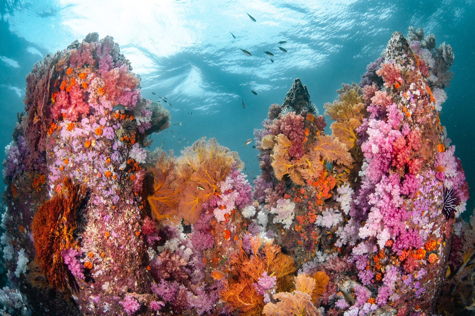 Colorful underwater landscape of Talang Pinnacle or Stonehenge, the most popular dive site for scuba diving in the area of Lipe island, Tarutao National Park in Satun Province, Thailand.