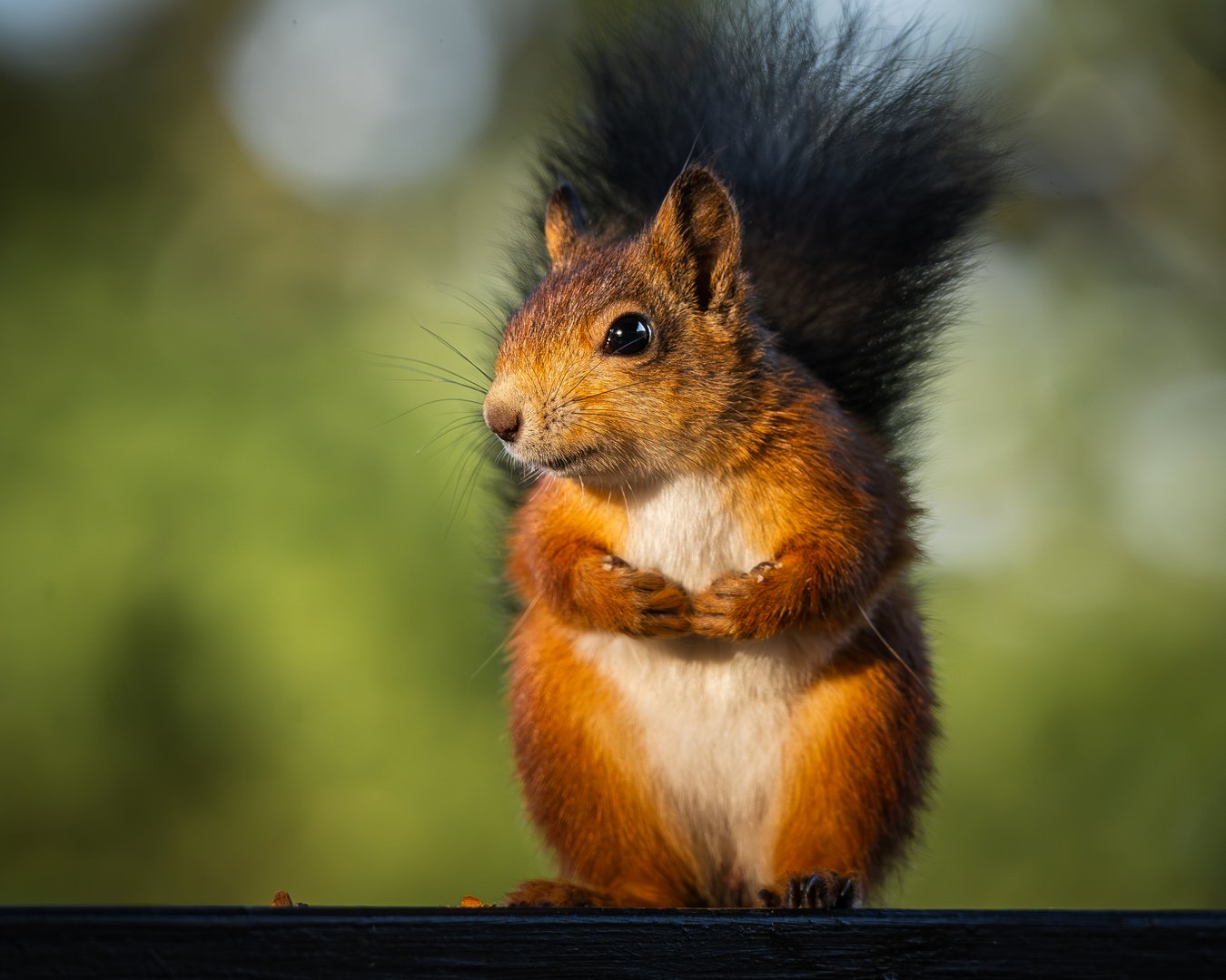 A delightful close-up of an adorable red squirrel sitting on a wooden railing