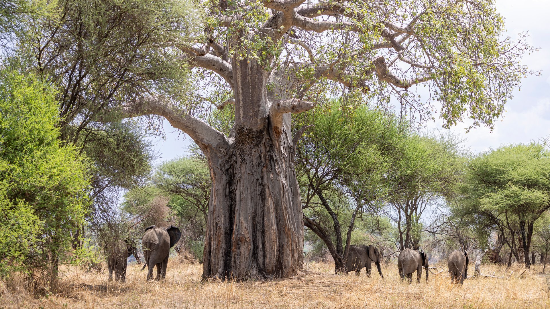 Big African elephants passing a large baobab tree in Tarangire National Park in Tanzania East Africa