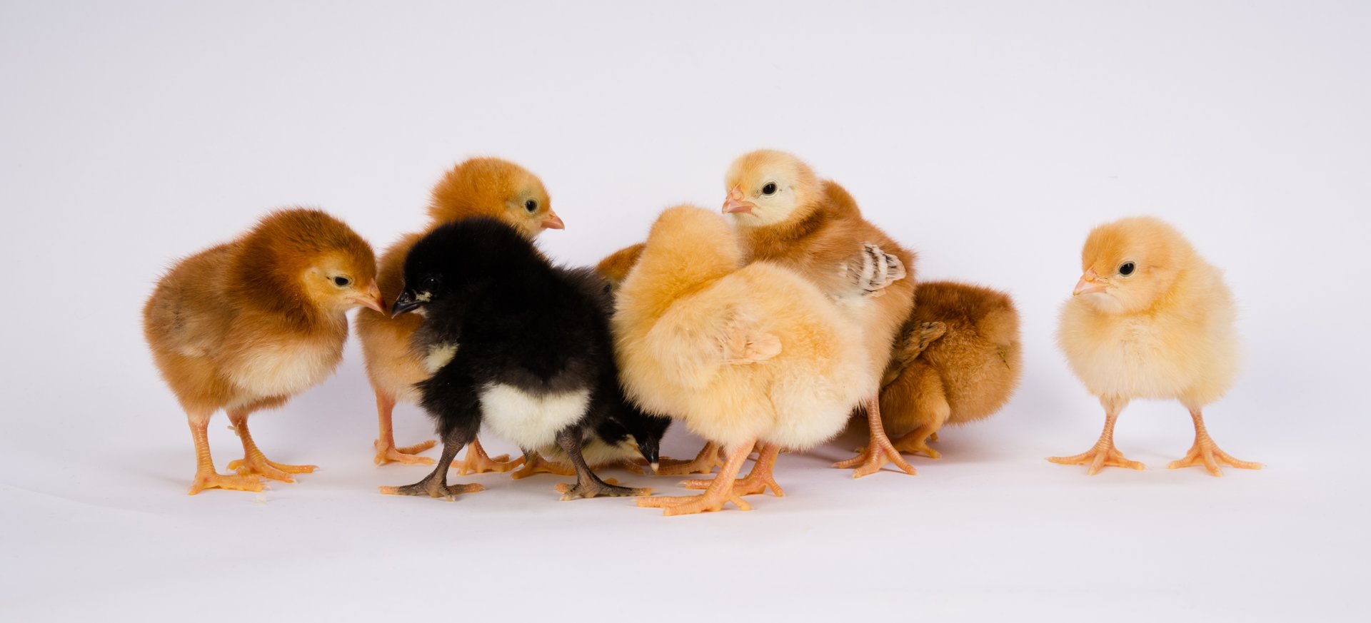 Day-old chicks