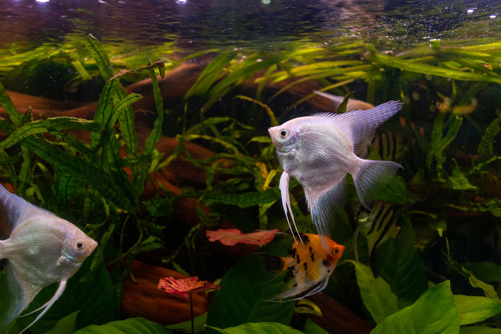 A serene underwater scene of several angelfish swimming amidst lush aquatic plants. The light filters through the water, illuminating the fish and plants