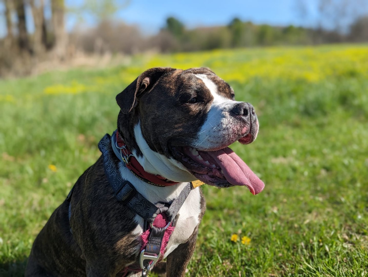Dog enjoying a walk in Salt Lake City