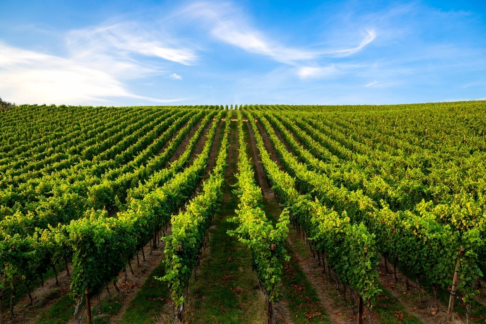 Grape vines in a row on a vineyard under a blue sky