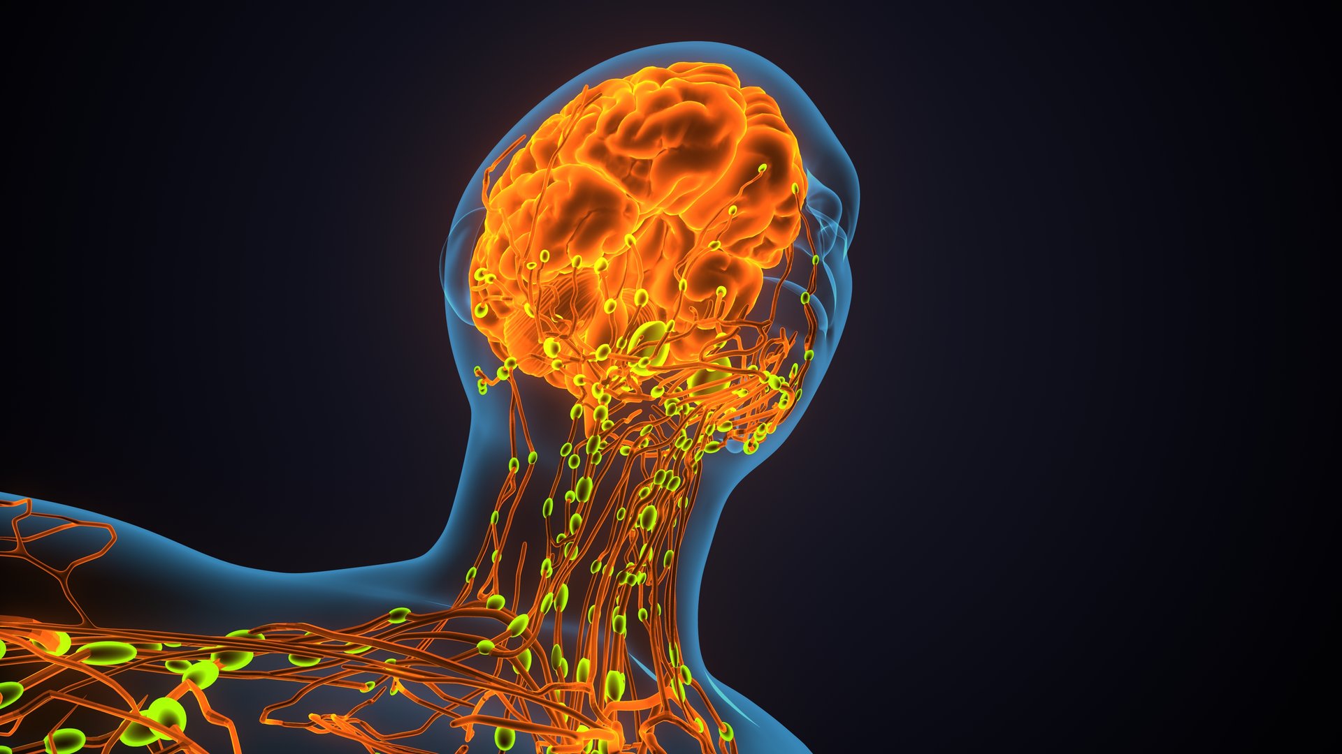 In biology, the classical doctrine of the nervous system determines that it is a highly complex part of an animal that coordinates its actions and sensory information by transmitting signals to and from different parts of its body. The nervous system detects environmental changes that impact the body, then works in tandem with the endocrine system to respond to such events.