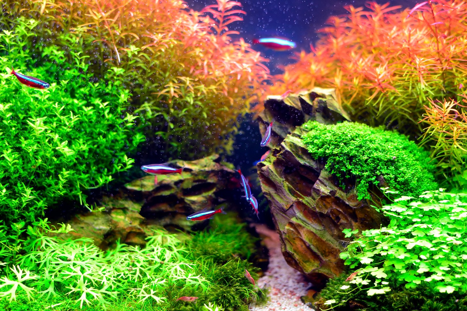 Professional Dutch aquascape with geometric plant terracing, colorful stem plants arranged in organized groups, and multiple aquatic plant species creating stunning visual depth