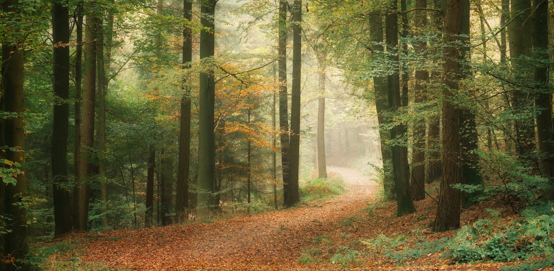 Tranquil autumn scenery in a scenic forest, with soft light illuminating a hiking trail in slightly misty atmosphere