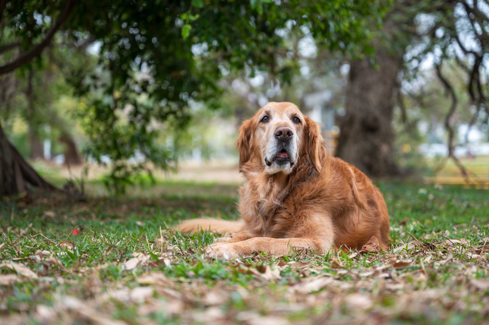 Golden Retriever lying on grass in park