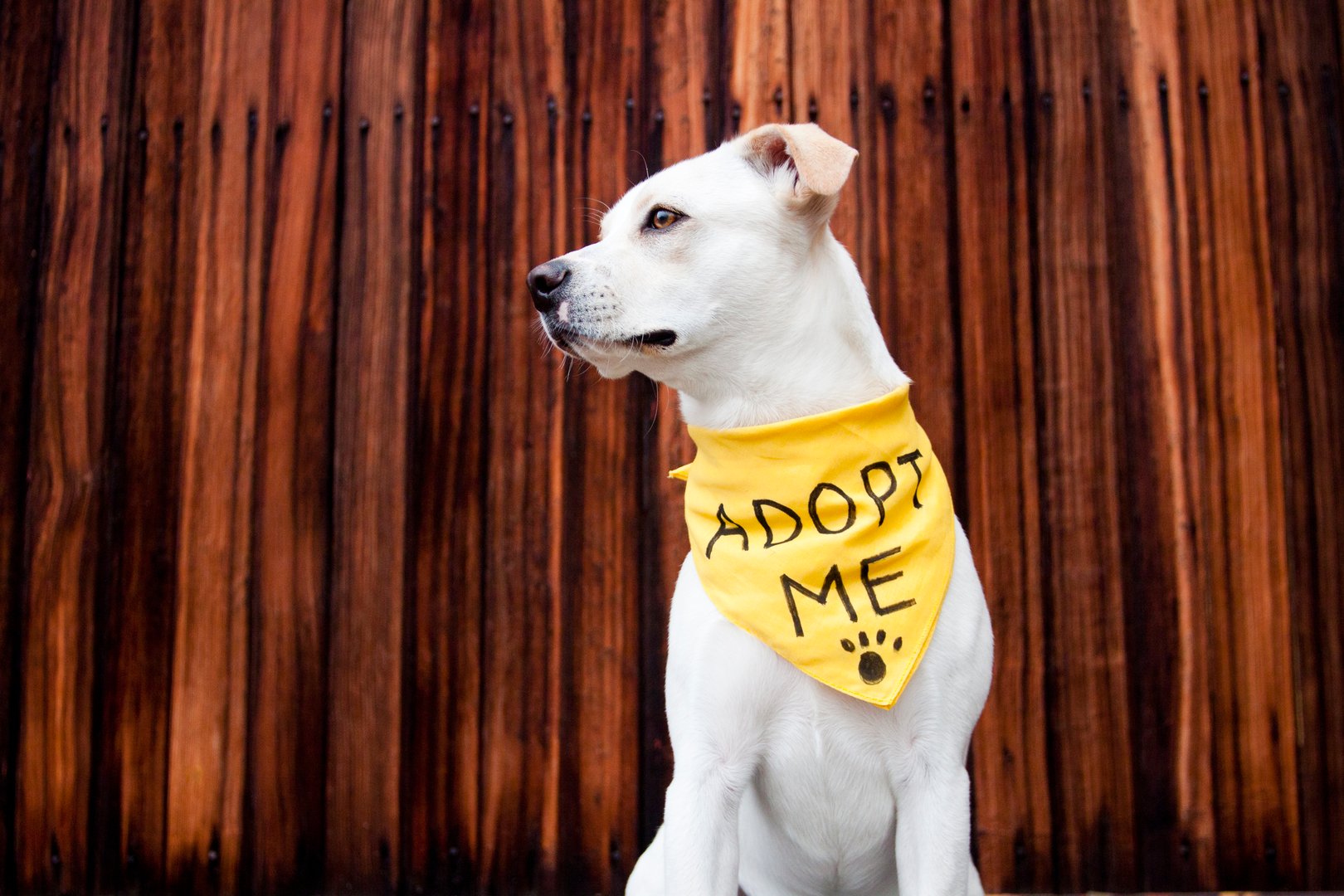 White pitbull mix with adopt me bandana