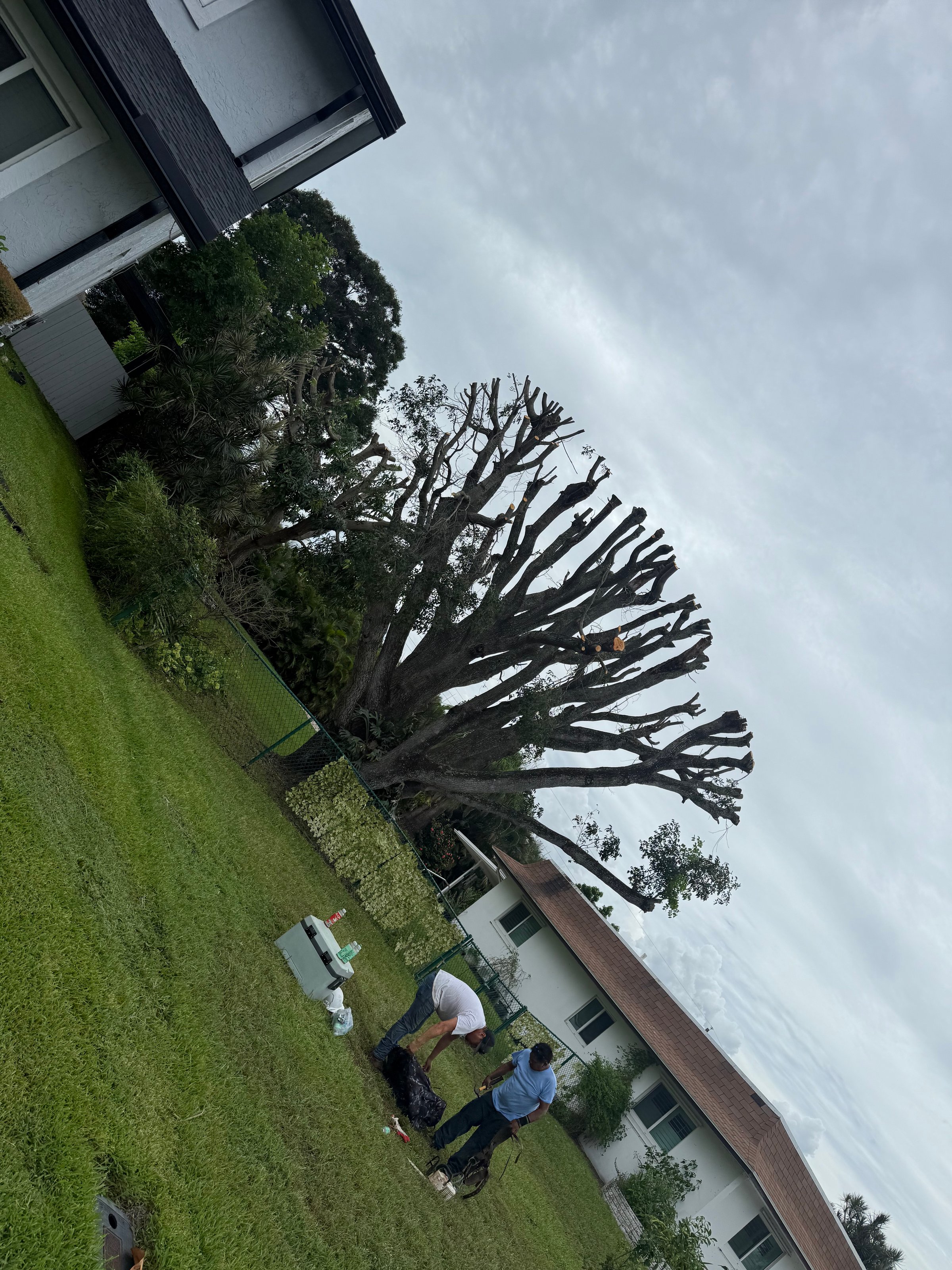 Tree trimming service in action