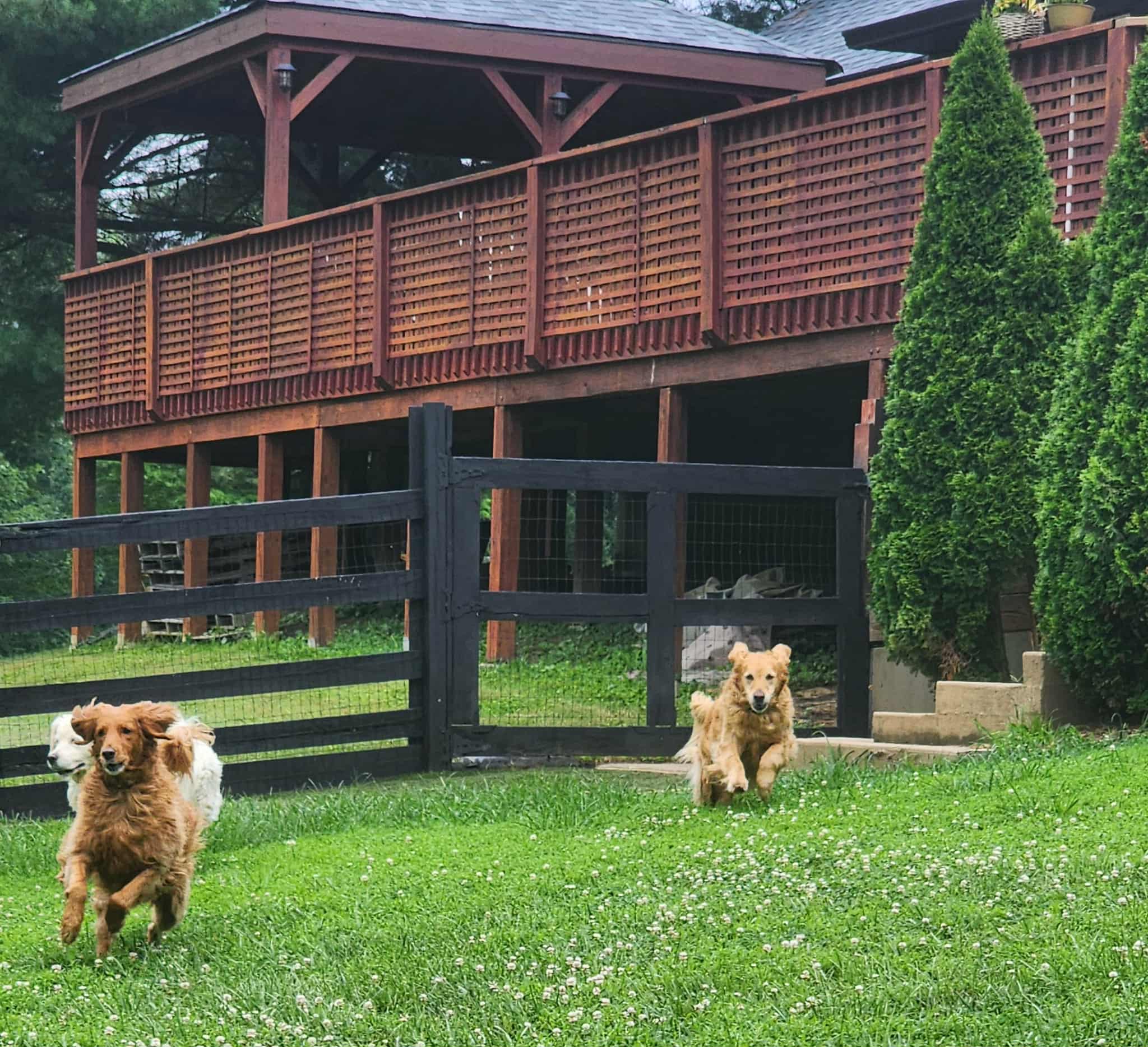 Welcoming home environment for pets