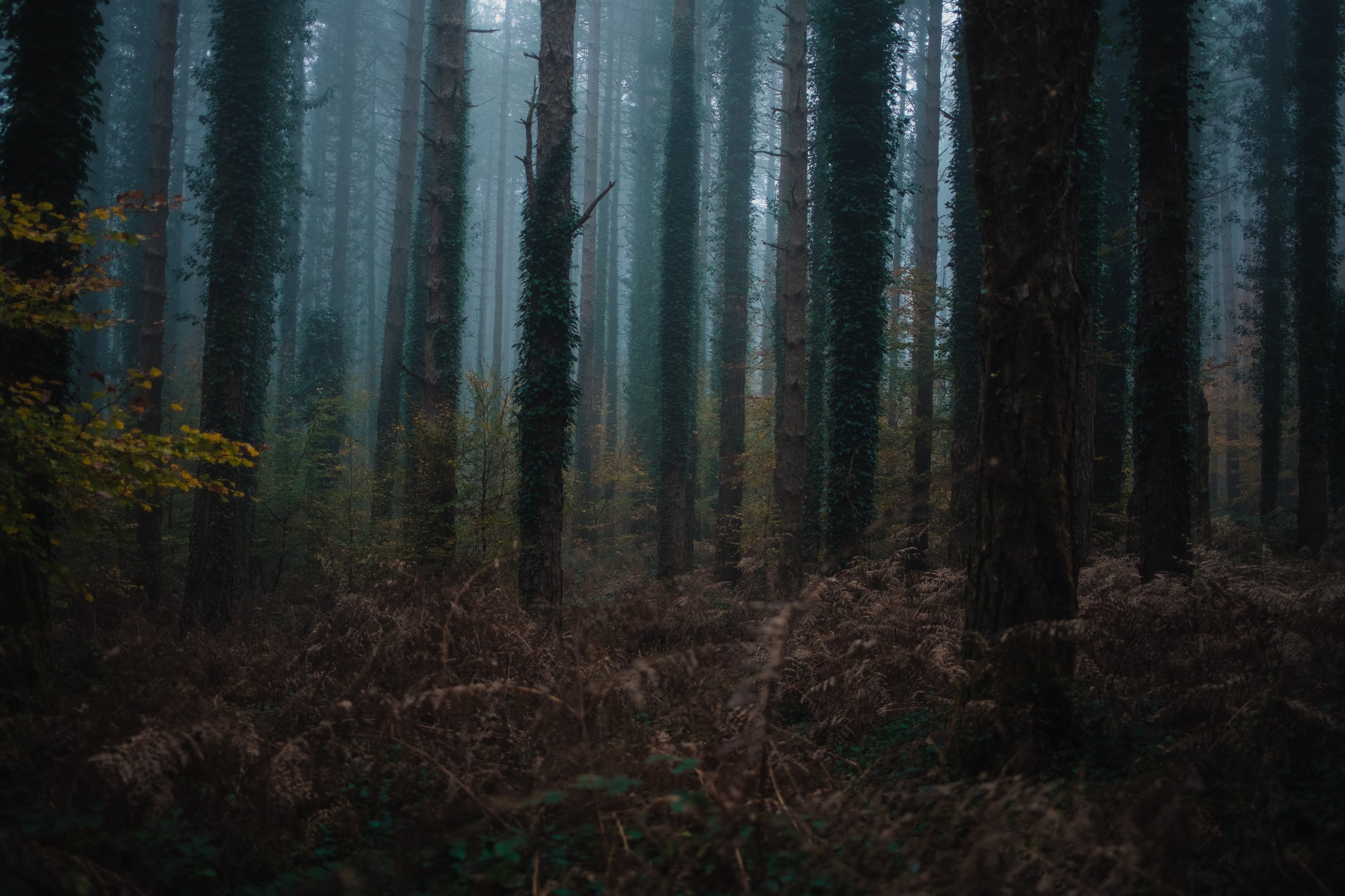 Creepy Foggy Atmosphere In The Woods.