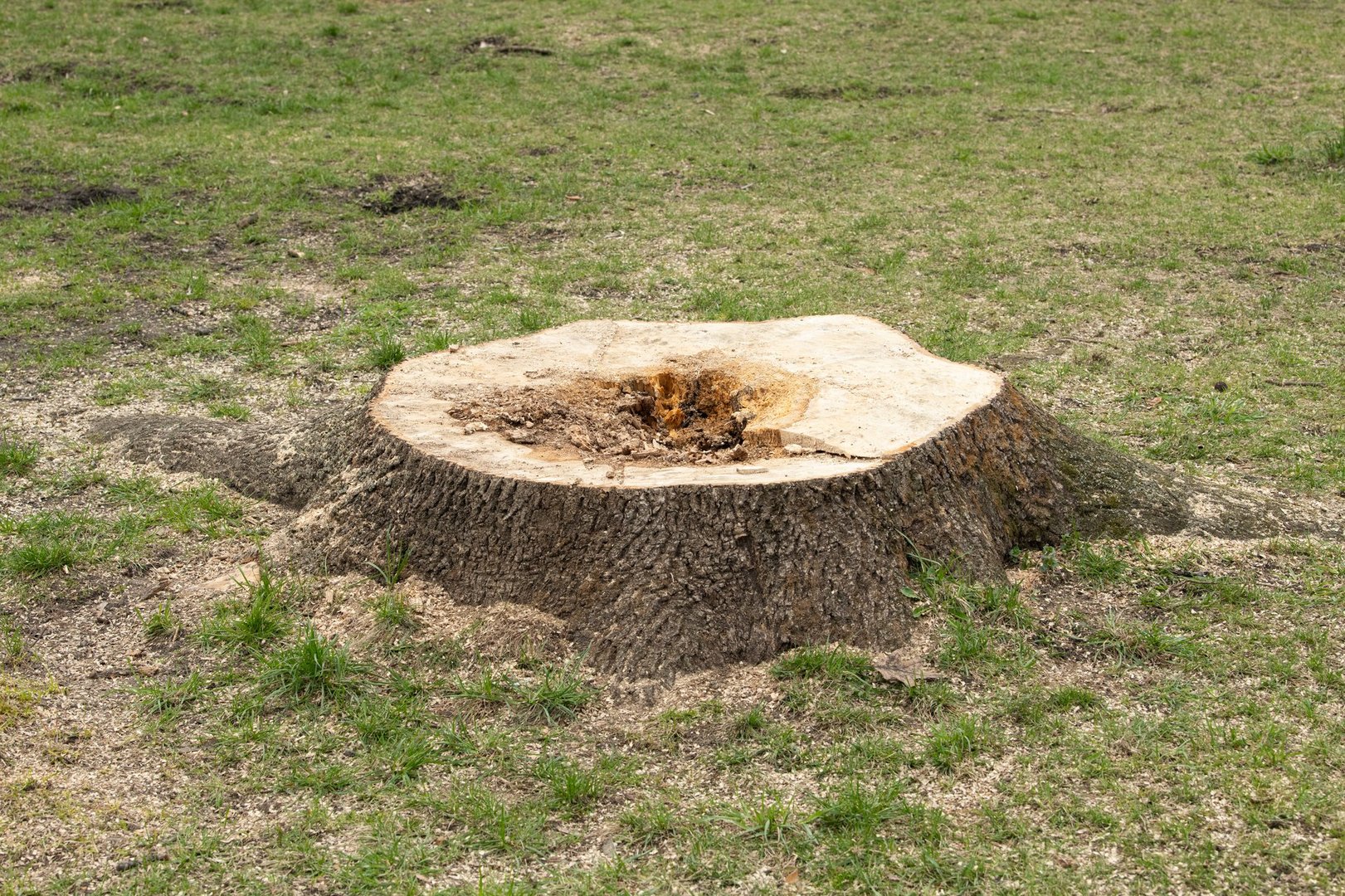 A large tree stump sits prominently in a grassy area, showing signs of recent removal.