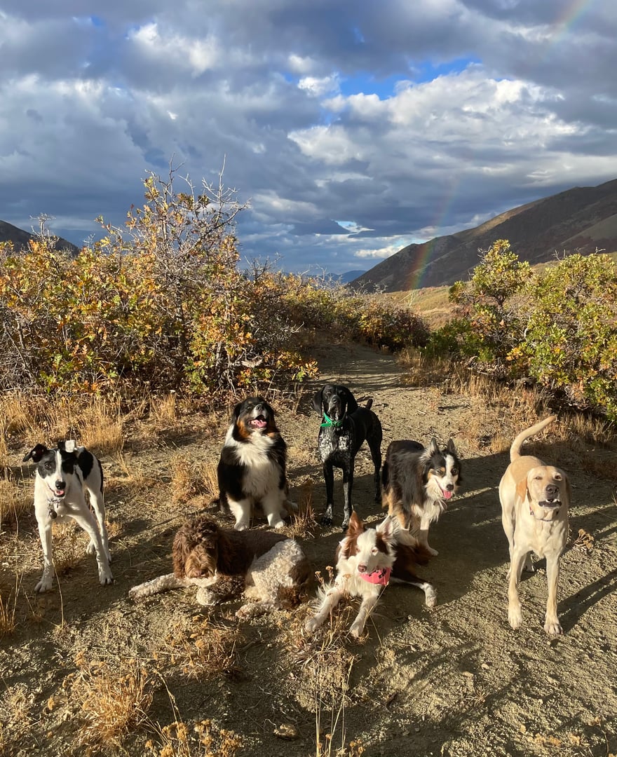 Group dog walking in Salt Lake City