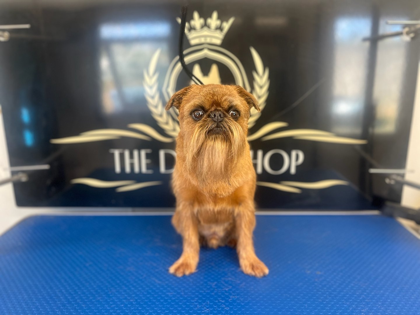 Groomed dog at The Dog Shop Ashbourne